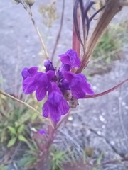 Linaria purpurea