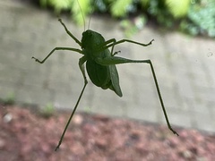 Amblycorypha