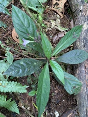 Strobilanthes formosana