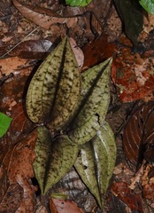 Nephelaphyllum