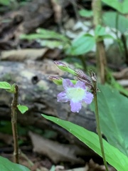 Strobilanthes formosana