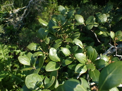 Pterocelastrus tricuspidatus