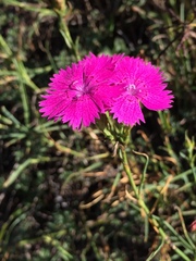 Dianthus seguieri