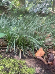 Liriope spicata