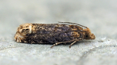 Eucosma ochroterminana