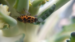 Eurydema ventralis