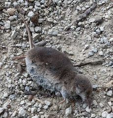Sorex minutus