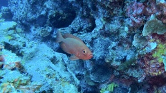 Priacanthus hamrur