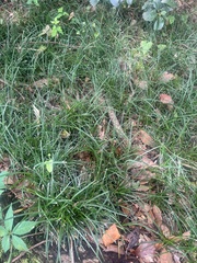 Liriope spicata