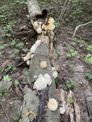 Hericium coralloides