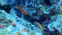 Priacanthus hamrur
