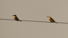 Tyrannus albogularis