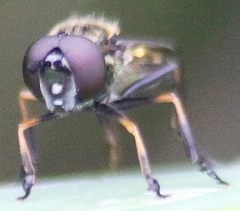 Pyrophaena granditarsis