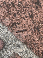 Reticulitermes hesperus