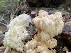 Hericium coralloides