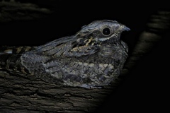 Caprimulgus europaeus
