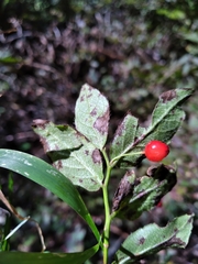 Vaccinium erythrocarpum