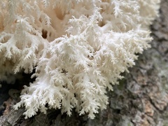 Hericium coralloides