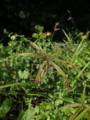 Cyperus albostriatus