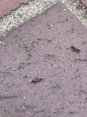 Reticulitermes hesperus