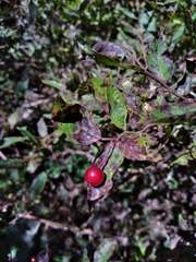 Vaccinium erythrocarpum