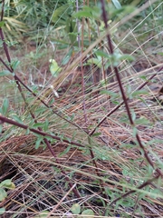 Trichostema suffrutescens