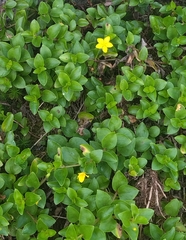 Lysimachia azorica