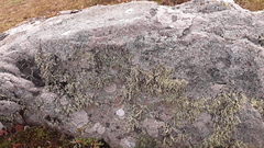 Ramalina siliquosa