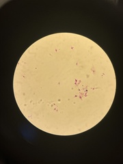 Miozoa