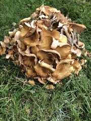 Fungi