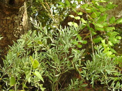 Osyris lanceolata