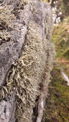 Ramalina siliquosa