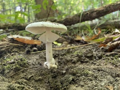 Amanita bisporigera