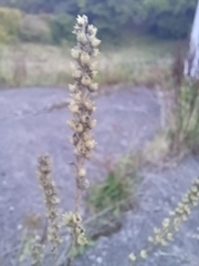 Linaria purpurea