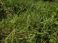 Cenchrus clandestinus