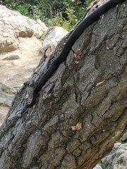 Pantherophis alleghaniensis