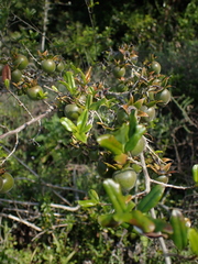Diospyros simii