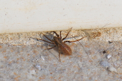 Alopecosa albofasciata