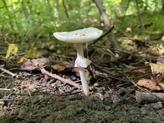 Amanita bisporigera