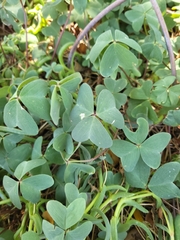 Oxalis latifolia