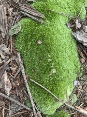Leucobryum