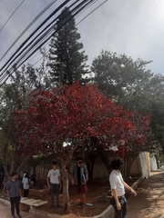 Euphorbia cotinifolia