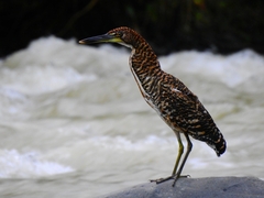 Tigrisoma fasciatum