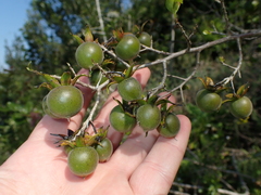 Diospyros simii