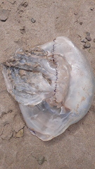 Rhizostoma octopus