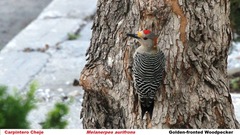 Melanerpes aurifrons