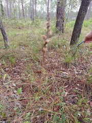 Schoenocaulon dubium