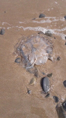 Rhizostoma octopus