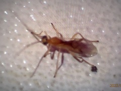Macrocentrinae