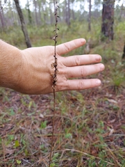 Schoenocaulon dubium